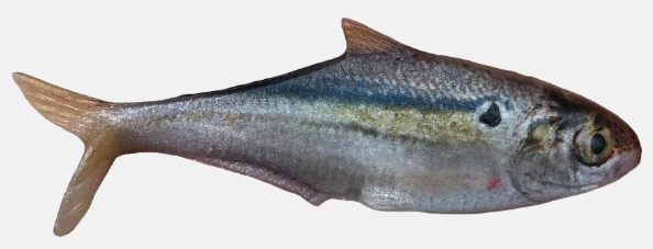 True Bass Texas Shad 6" Line Thru