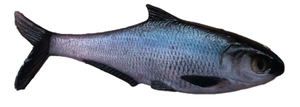 True Bass Texas Shad 6" Line Thru