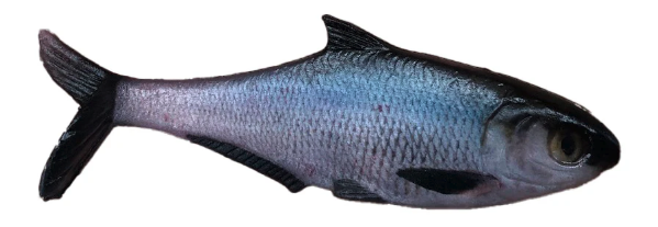 True Bass Texas Shad 6" Line Thru
