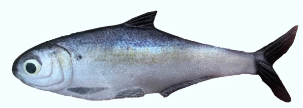 True Bass Texas Shad 6" Line Thru