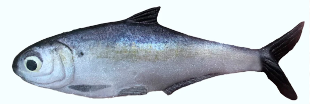 True Bass Texas Shad 6" Line Thru