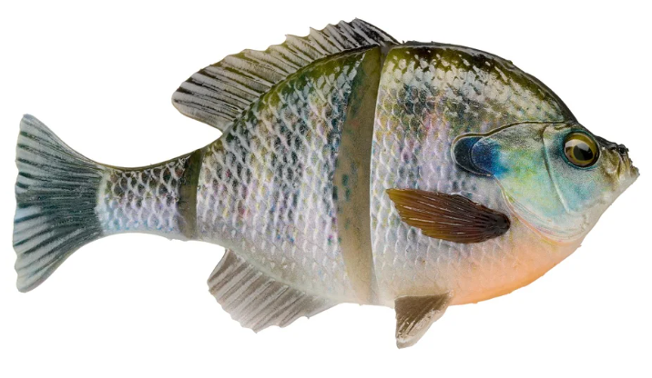 Savage Gear Live 3D Bluegill Line Thru Swimbait