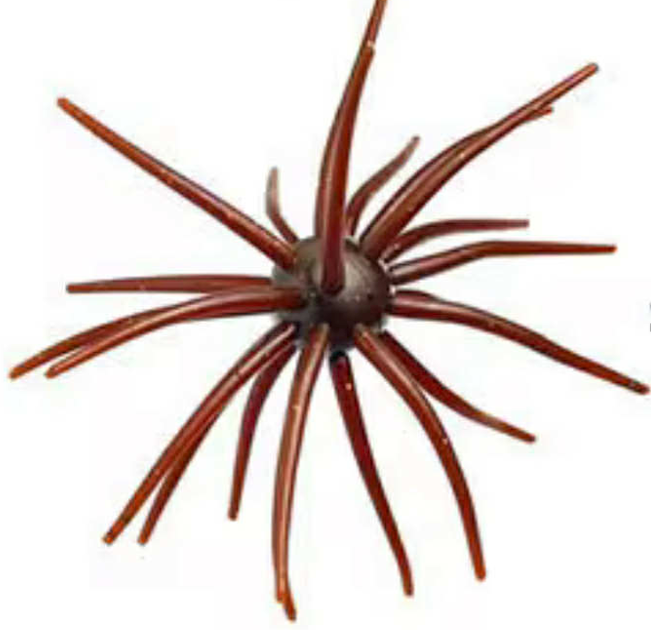 Hag's Bait Prickly Pear