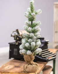Snow Tipped Pine Tree