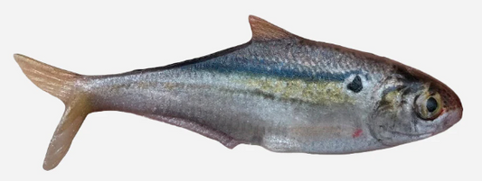 True Bass Texas Shad 6" Line Thru
