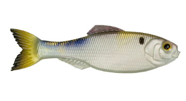 6th Sense Panorama Shad