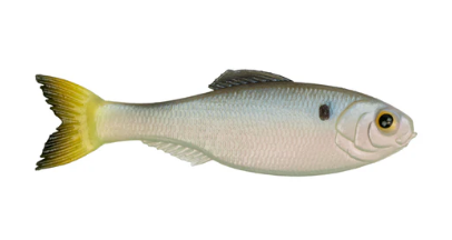 6th Sense Panorama Shad