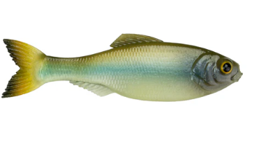 6th Sense Panorama Shad