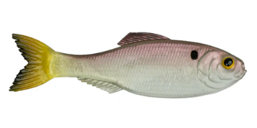 6th Sense Panorama Shad