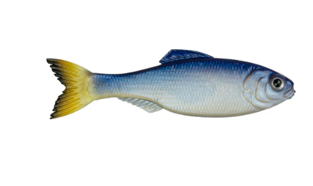 6th Sense Panorama Shad