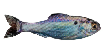 6th Sense Panorama Shad
