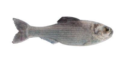 6th Sense Panorama Shad