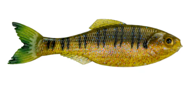 6th Sense Panorama Shad
