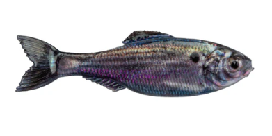 6th Sense Panorama Shad