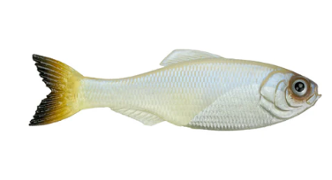 6th Sense Panorama Shad