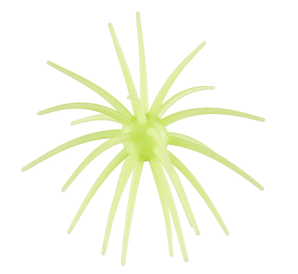 Hag's Bait Prickly Pear