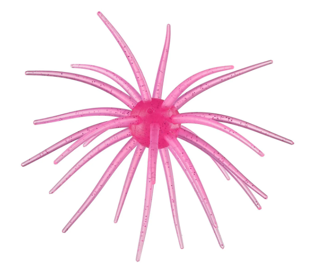 Hag's Bait Prickly Pear
