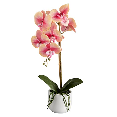 Pink Orchid Potted