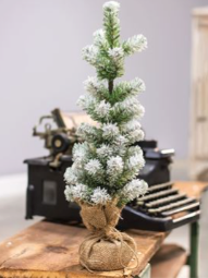 Snow Tipped Pine Tree