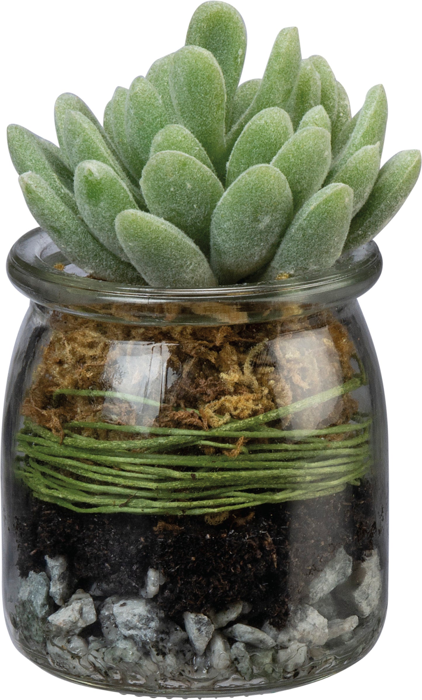 Jar - Jade Succulent