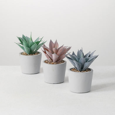 Potted Agave Assorted