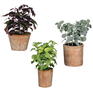 Herbs Potted Plant Assorted