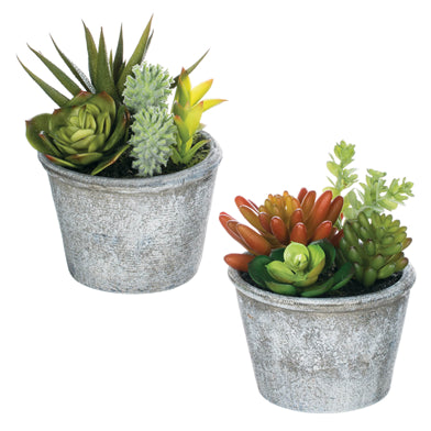 Mini Succulents Potted Plants Assorted