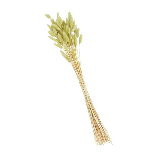 Mud Pie Green Preserved Bunny Tail Stem